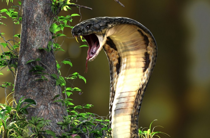 Mơ thấy rắn hổ mang có ý nghĩa gì?
